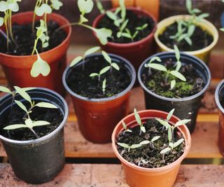 Seedlings growing in plastic planters