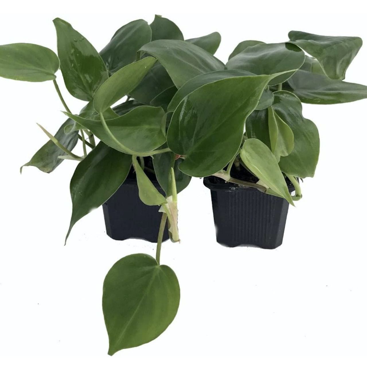 Sayang Philodendron cordatum