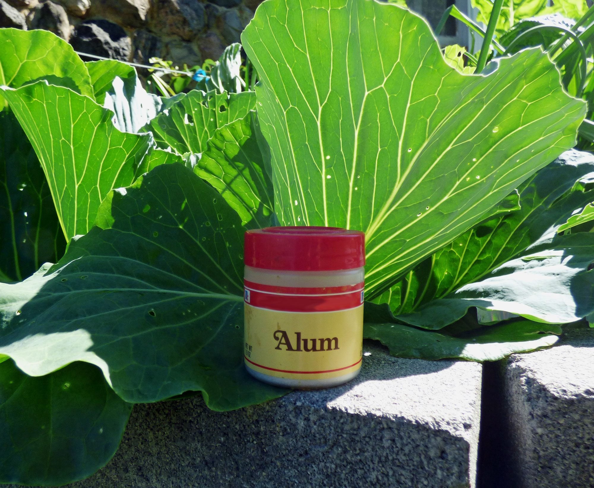 Use This and See The Magic in Gardening  Uses of Alum on Plants - Soil  Amendment 