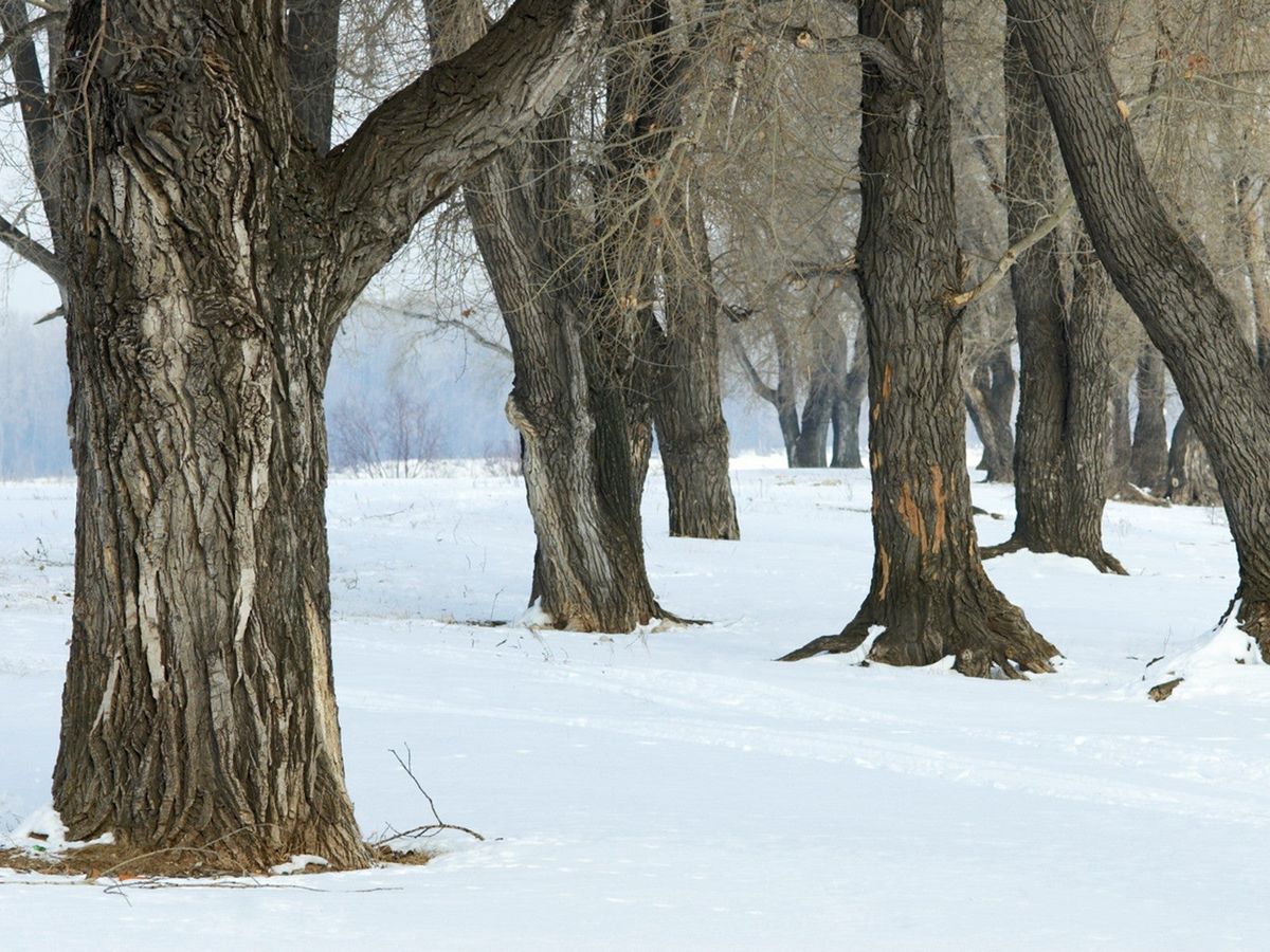 Exploding Tree Causes And How To Save Cracked Trees Gardening Know How