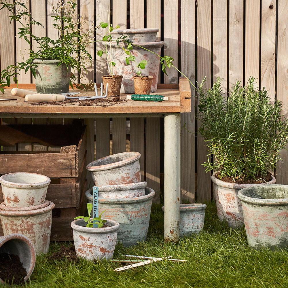 garden with clay flowerpots and potted plants