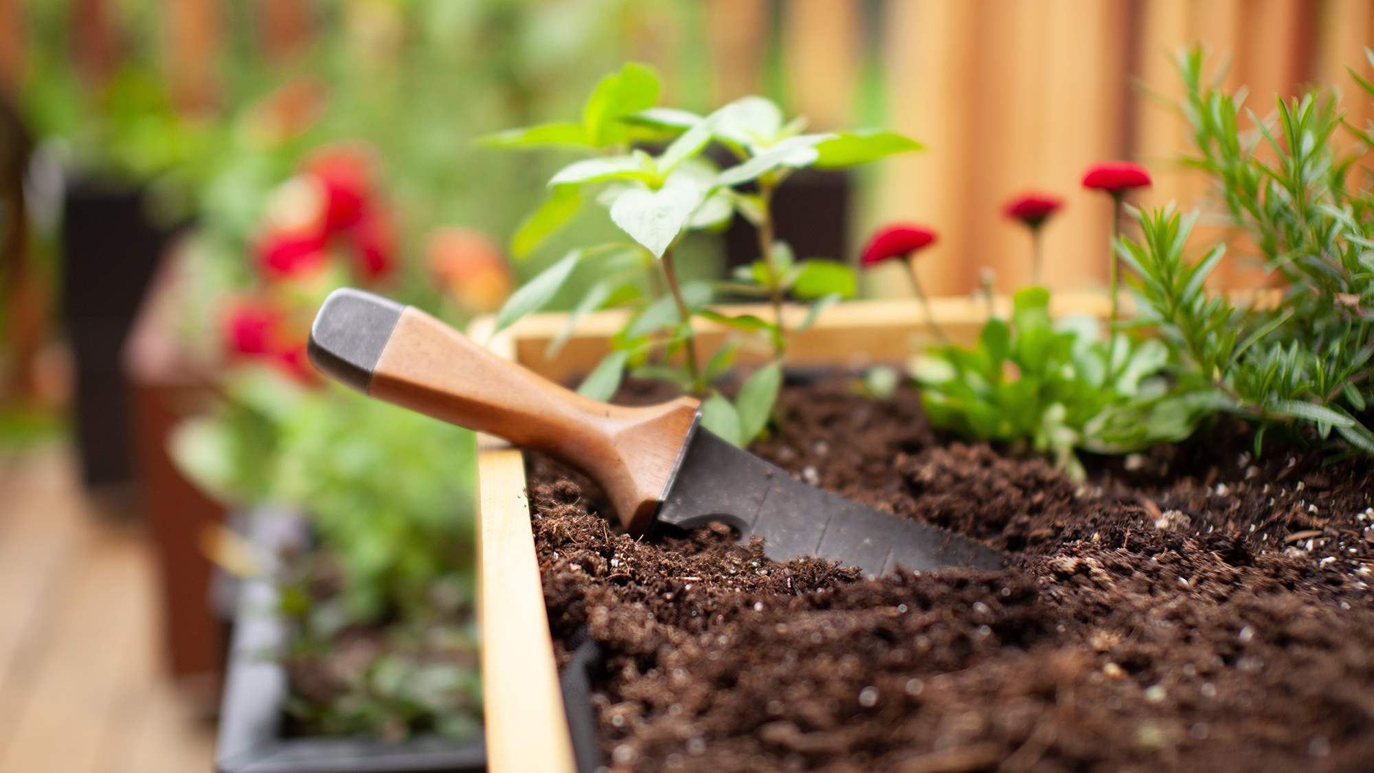 A hori-hori gardening knife resting in soil inr aised bed, with red flowers in the background