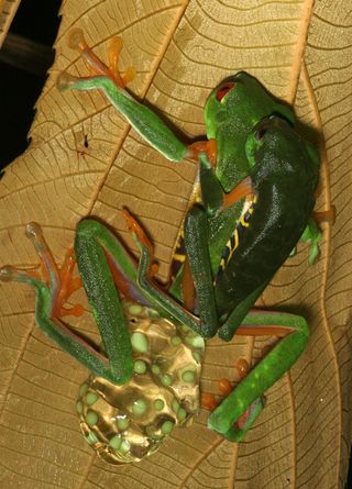 Neotropical red-eyed tree frogs lay eggs on plants over ponds, into which tadpoles fall after hatching.