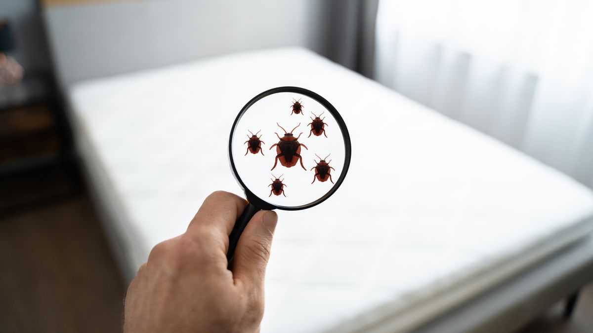 How to clean a mattress and get rid of bed bugs, urine and stains