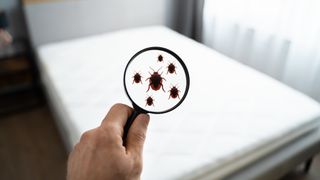 Image shows a man holding a magnifying glass to spot bed bugs crawling on a white mattress