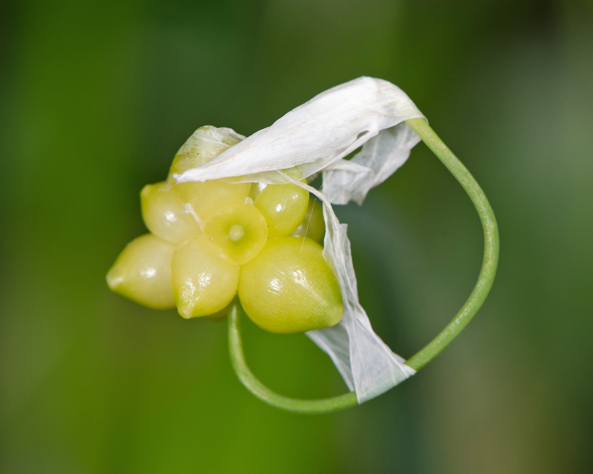 Up close image of garlic bulbils