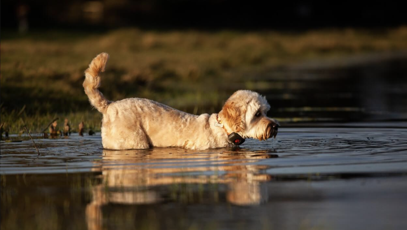 Pitpat GPS tracker: one of the best pet trackers for dogs