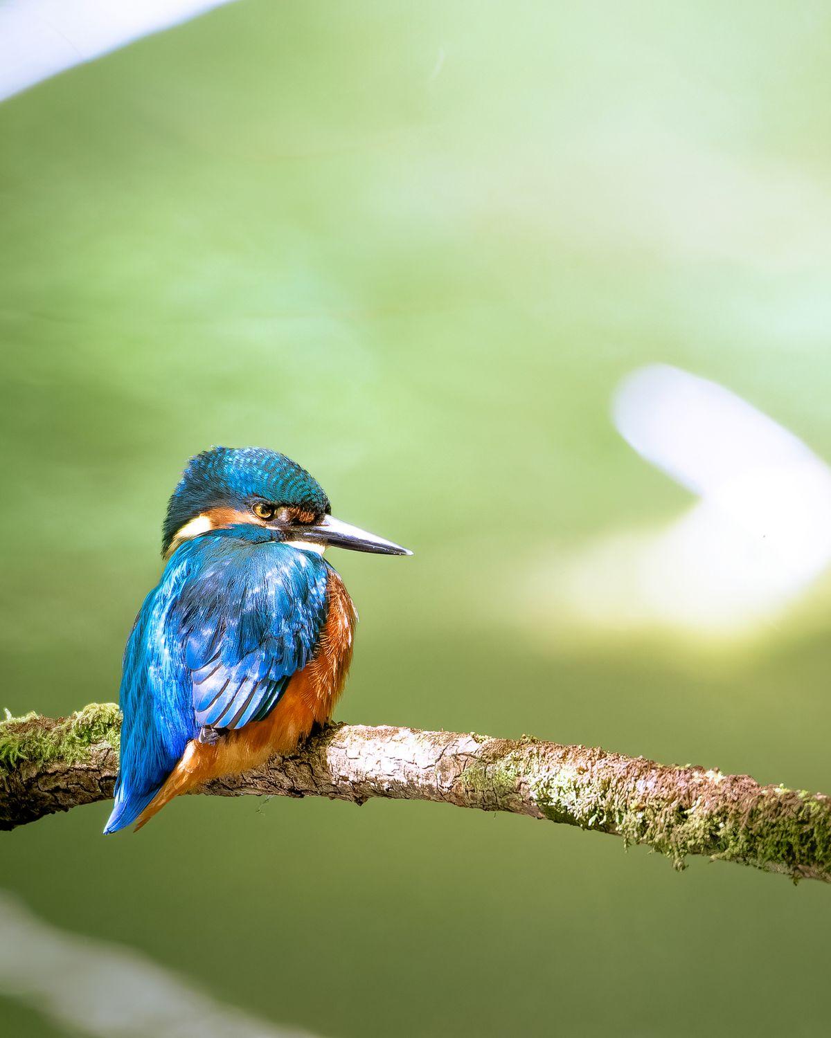 Winning or shortlised image for the The Week Junior Science+Nature Scavenger Hunt contest