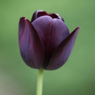 Tulipa 'Queen of Night'