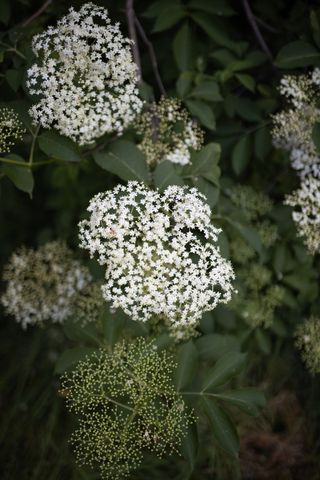 Elderflower - edible flowers