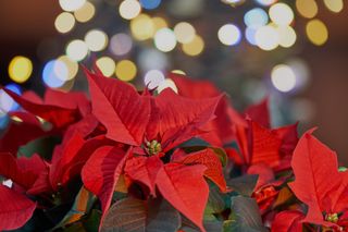 close up of poinsettia against twinkling lights