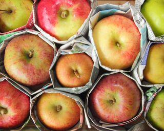 Apples in storage that are being checked to identify spoils for the birds