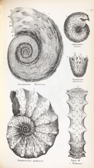 Ammonites, from William Buckland FRS, Geology and Mineralogy Considered with Reference to Natural Theology (London, 1836), plate 40