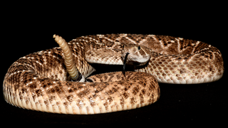 The Western diamondback rattlesnake, one of the species of rattlesnake known to use frequency jumps to trick the ear.