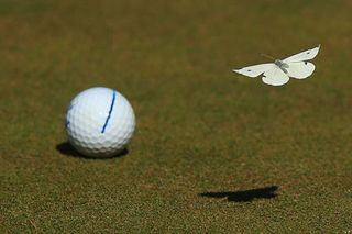 Buterfly by golf ball GettyImages-463920026