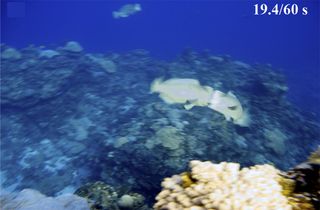 The second head-butt, shown here, between two male bumphead parrotfish. The butting makes such a loud sound that at first the researchers thought it sounded like a spear gun.