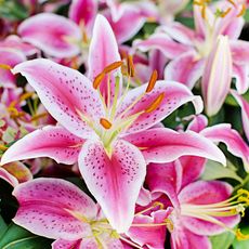 bright pink summer lilies showing large flower heads
