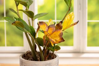 Indoor plant wilting with yellow leaves