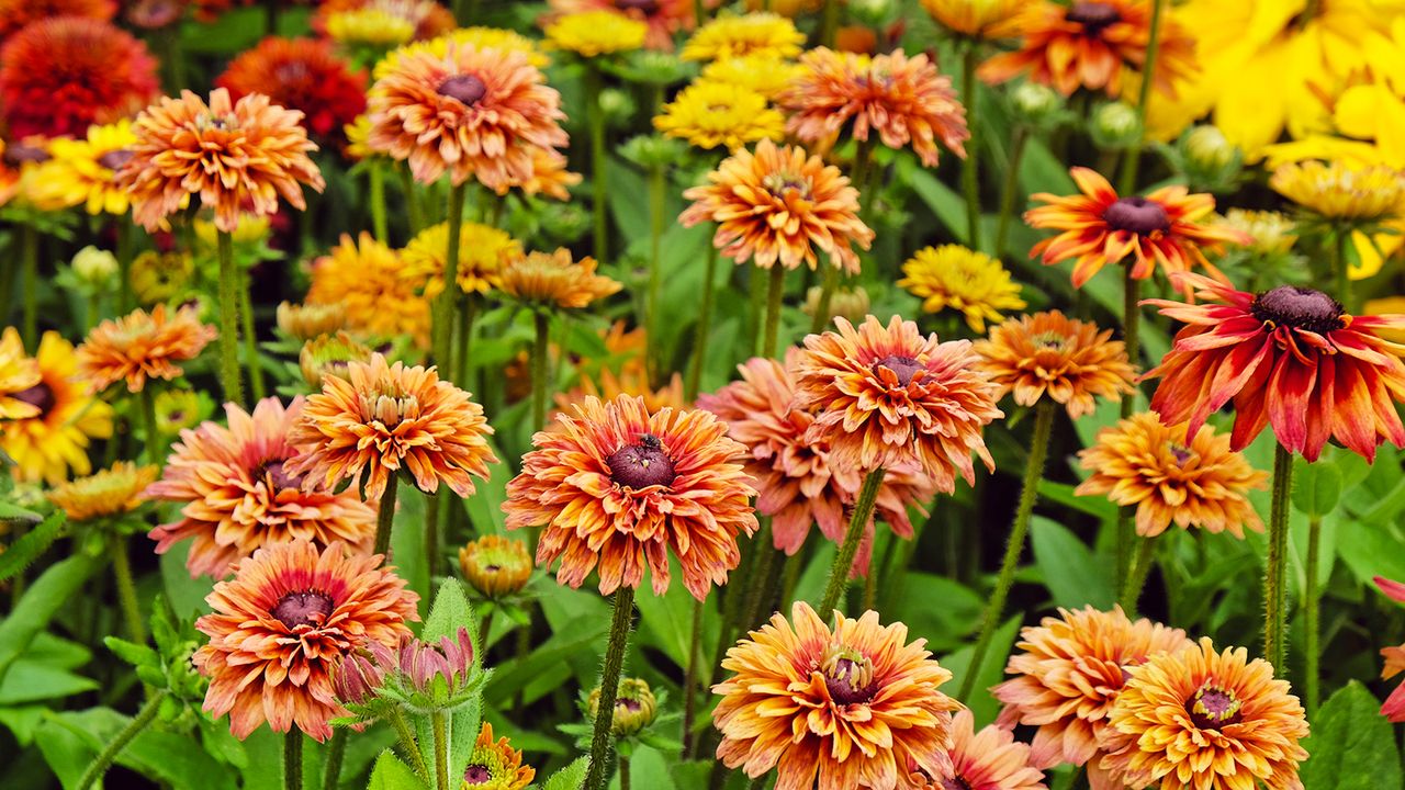 Rudbeckia hirta &#039;Enchanted Sun&#039; black-eyed Susan