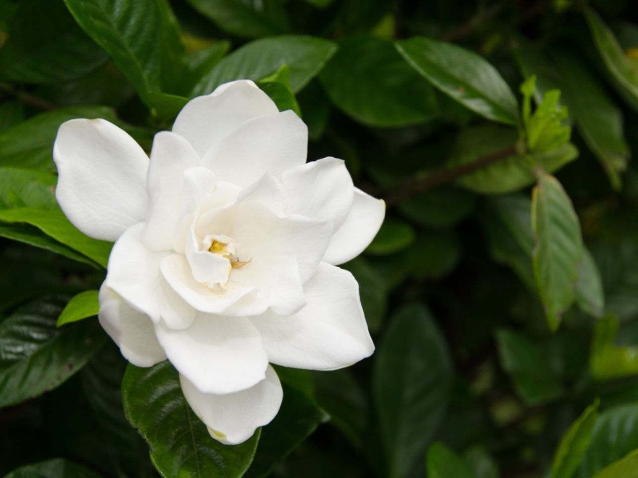 White Gardenias