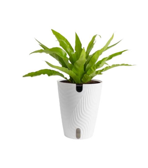 Bird's Nest Fern
