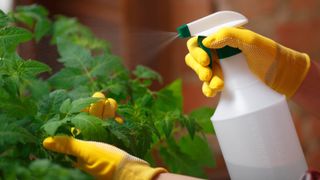 Plants being sprayed by a spray bottle