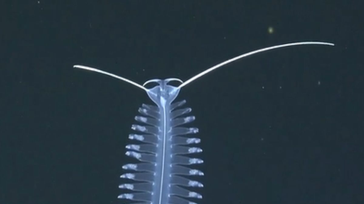 Watch hypnotizing footage of mysterious deep-sea worm ‘dance like nobody’s watching’