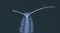 The anterior translucent head of the Tomopteris sea worm.