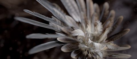 Houdini 20 review; a render of feathers
