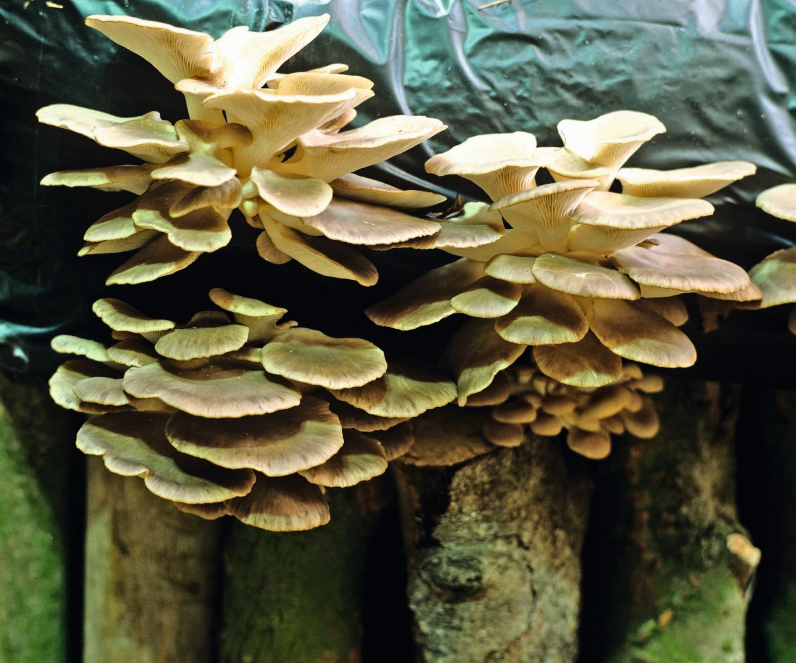 How to grow oyster mushrooms 4 methods for indoors and out