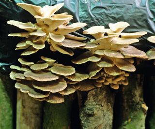Oyster mushrooms growing on logs