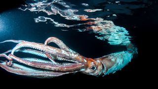 A view of the giant squid looking toward its tentacles. Its body is reflected in the surface of the water above it.