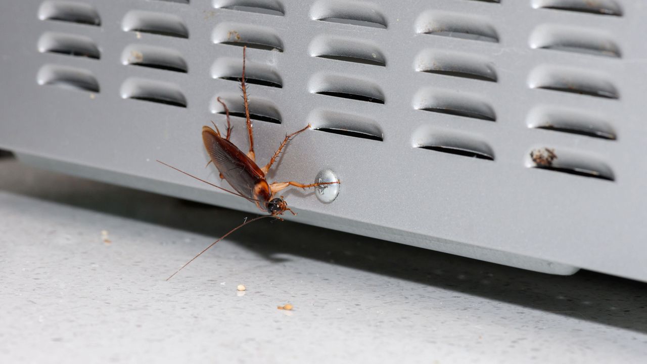 cockroach in kitchen