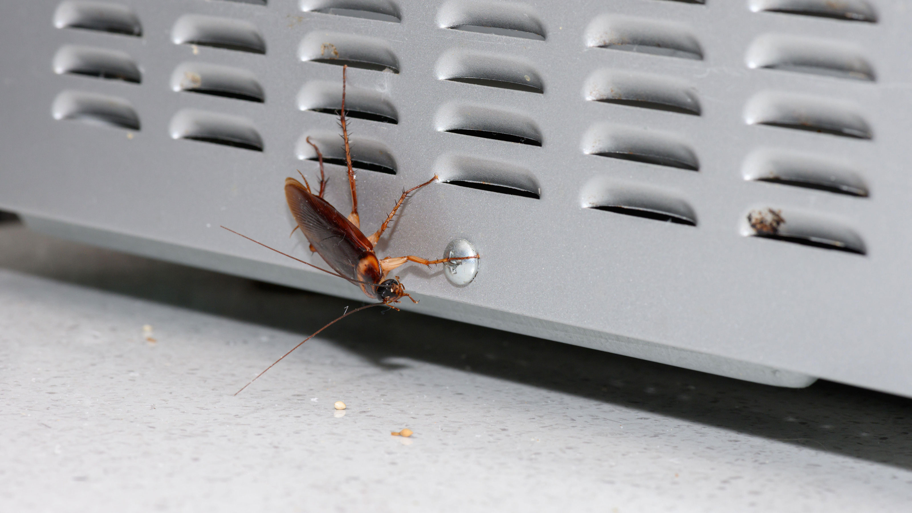 How to get rid of cockroaches from the kitchen, according to experts