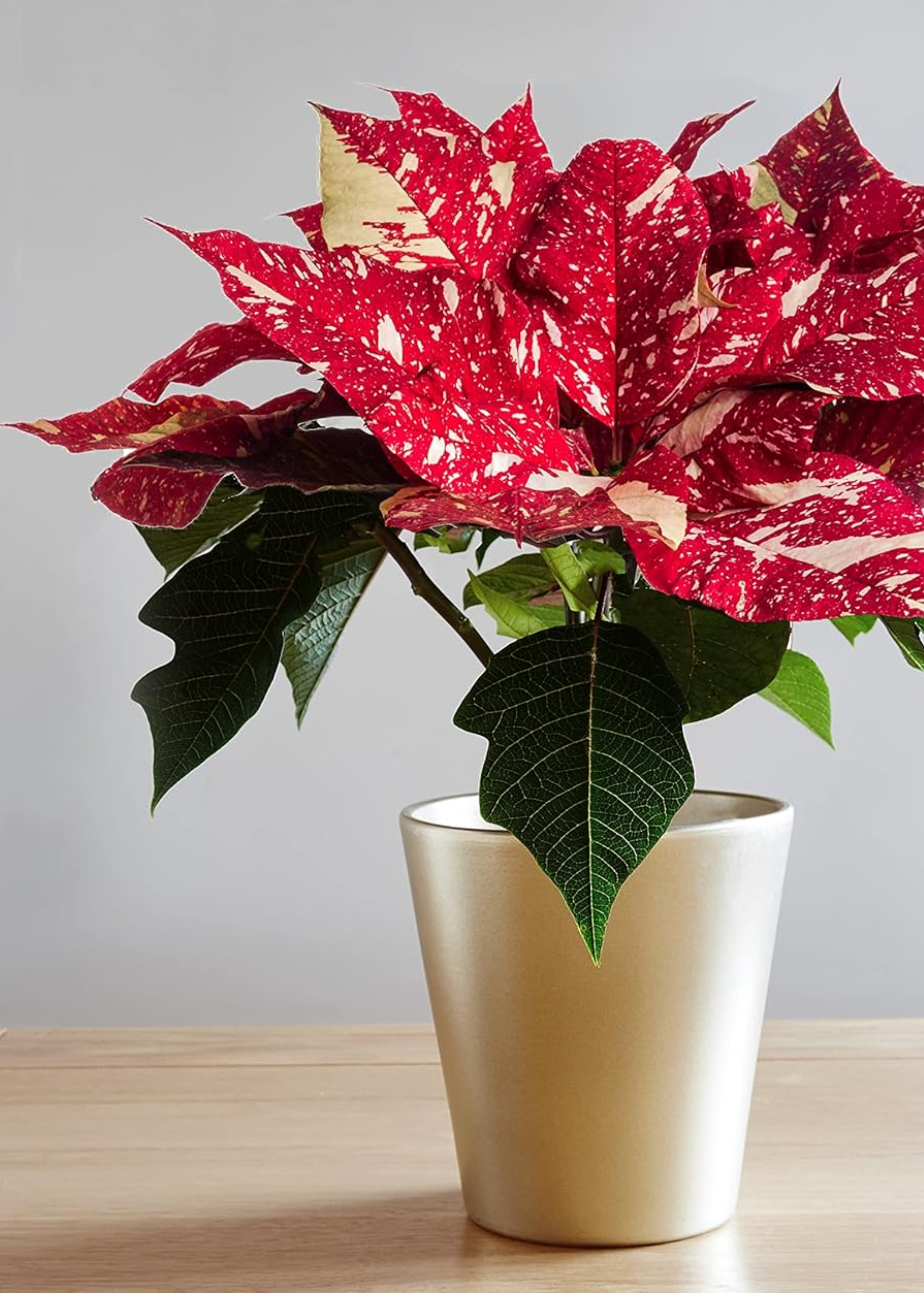 A speckled jingle bell poinsettia in a gold planter on a wood table
