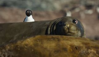 Penguin peeking out from behind a seal in Penguins