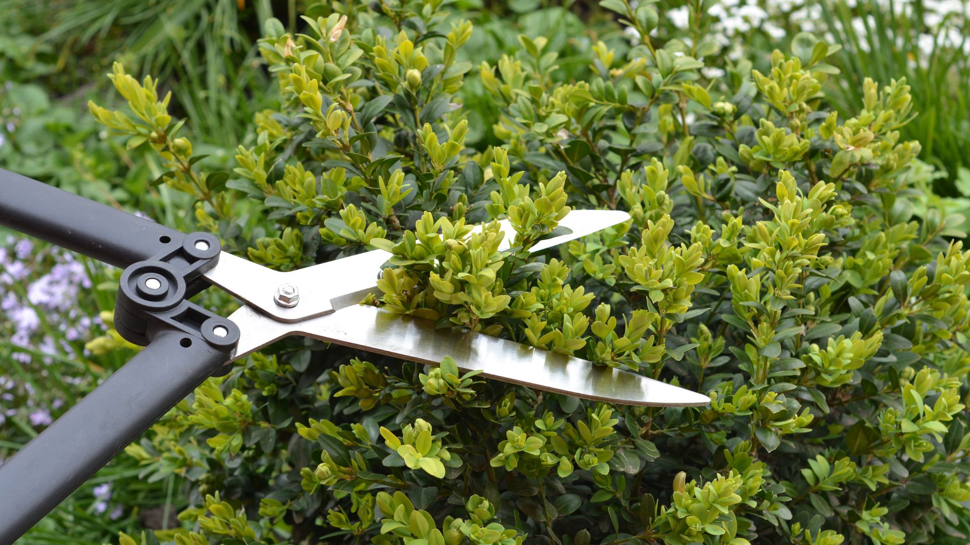 picture of peson using shears to cut down a hedge