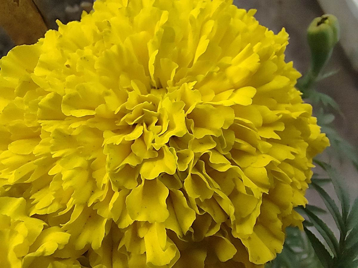 RedMagic 7 phone camera sample