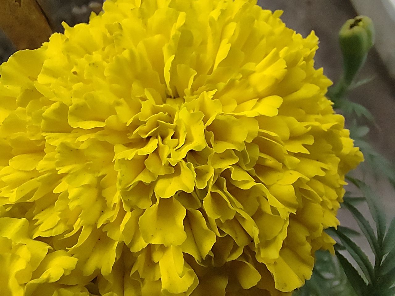 RedMagic 7 phone camera sample
