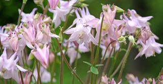 Pink Aquilegia Columbine, or granny's bonnet, in flower