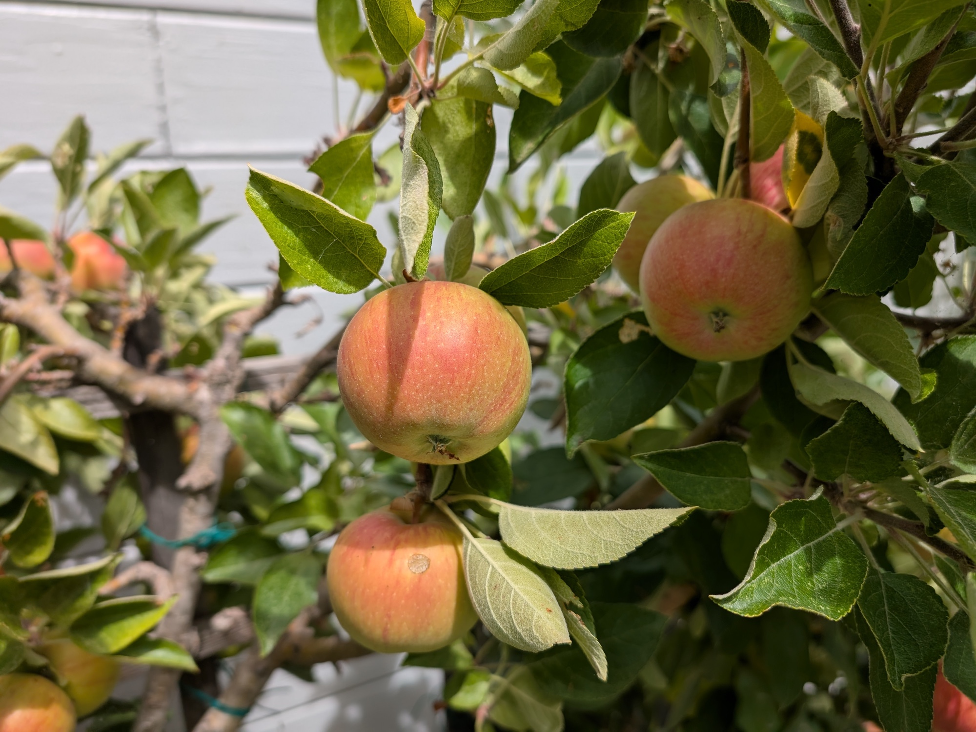 photo of apples shot by pixel 9 pro