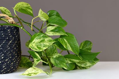 pothos plant in front of a grey wall