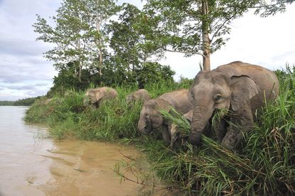 Borneo pygmy elephants at the Kinabatangan River.