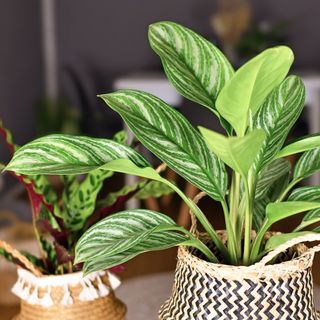 Chinese evergreen in woven pot