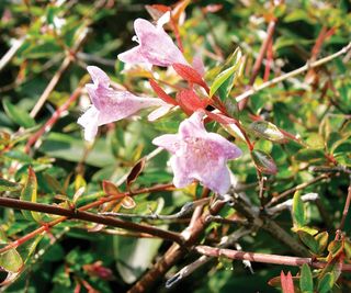 Pink blooms of an Abelia 'Edward Goucher'