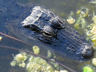 Florida keys alligator