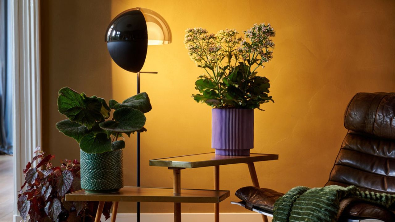 A yellow living room with a floor lamp next to a side table with potted houseplants