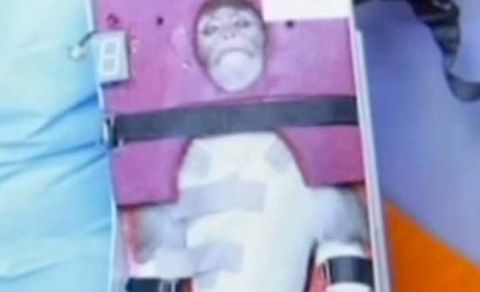 did nasa send monkeys to space