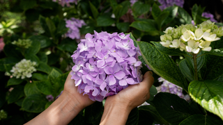 Pair of hands holding a purple hydrangea
