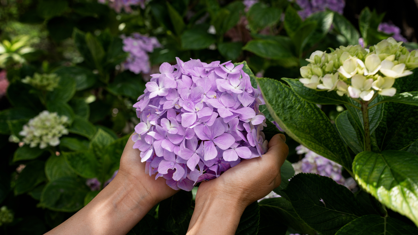 Pair of hands holding a purple hydrangea